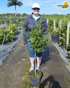 Jasmine Night Blooming tree
