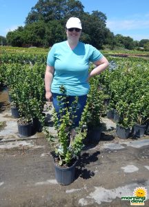 Jasmine Sambac Grand Duke