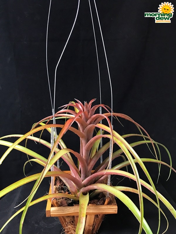 Tillandsia Capitata Rubra