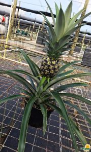 pineapple fruit