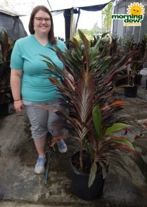 Cordyline Singapore Twist