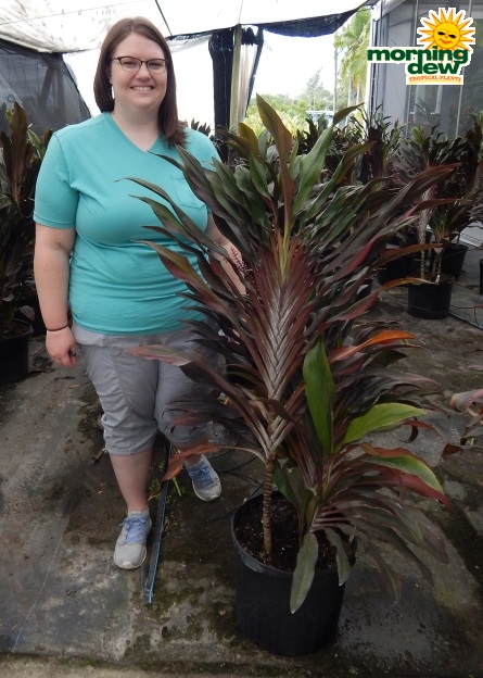Cordyline Singapore Twist