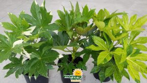 Fatsia Assorted