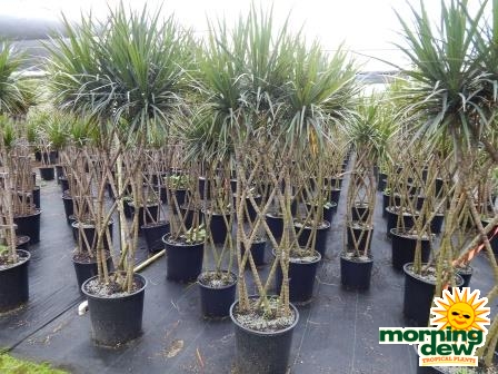 Dracaena marginata zulu weave braid