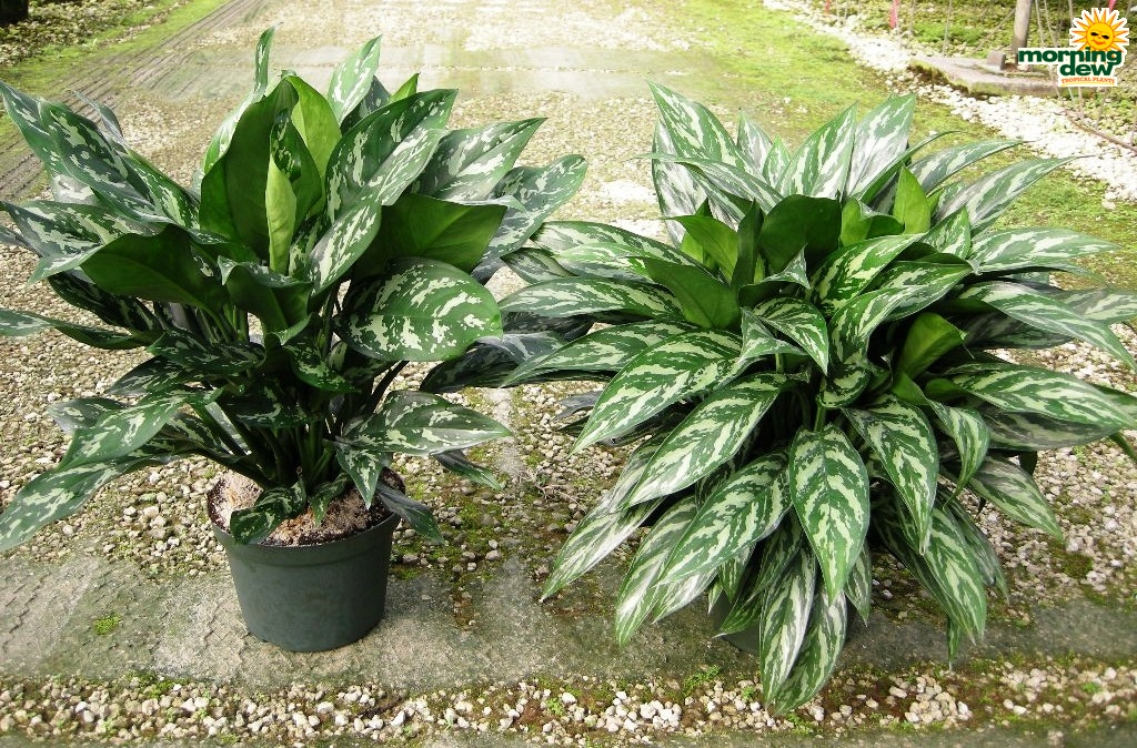 Aglaonema Gemini Tigress chinese evergreen