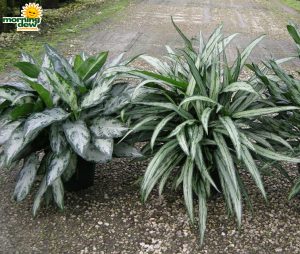 Aglaonema Mystic Marble Cutlass chinese evergreen