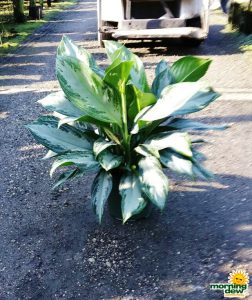 Aglaonema SilverBay chinese evergreen