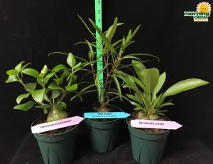 Ant Plant Assorted hydnophytum myrmecodia