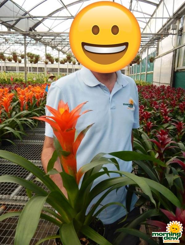 Bromeliad Guzmania Allura 5 in