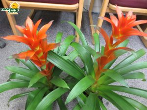 Bromeliad Guzmania Amaretto