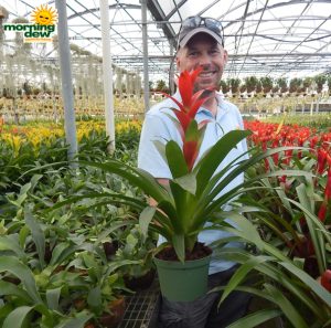 Bromeliad Guzmania Rostara 5 in