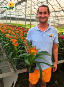 Bromeliad Guzmania Susanne 6 in