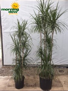 Dracaena Marginata Staggered dragon tree