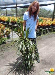 Dracaena Marginata Staggered dragon tree