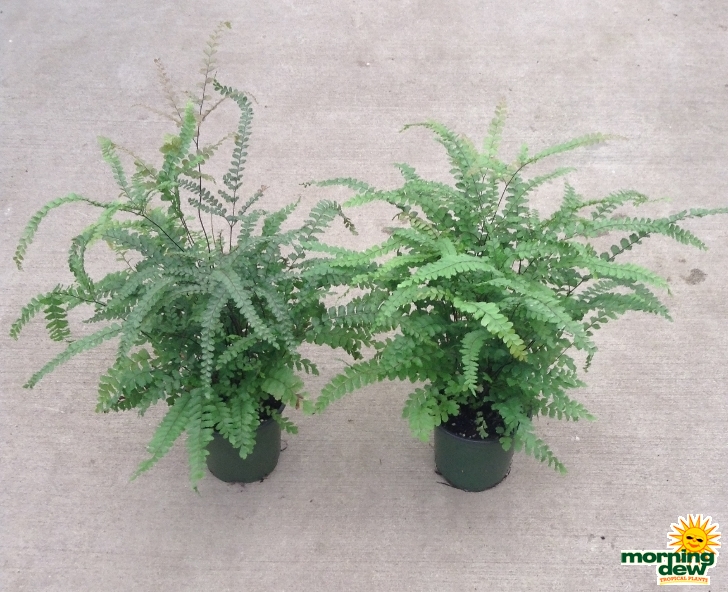 Fern Maidenhair Rosey