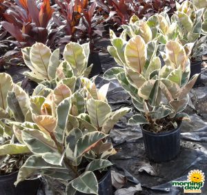 Ficus Elastica Tineke Rubber Plant