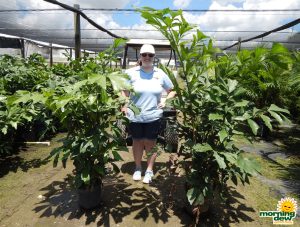 Palm Fishtail caryota mitis