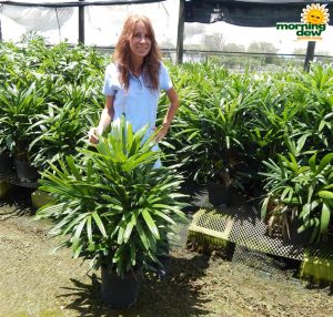 Palm Rhapis Excelsa lady palm