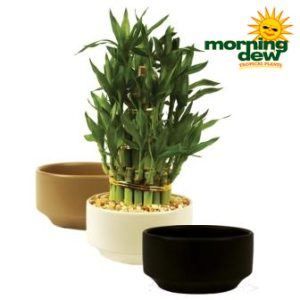 3 tier lucky bamboo dish garden