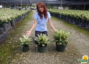 Aglaonema Spring Snow