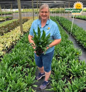 Aglaonema Super Maria 6 in