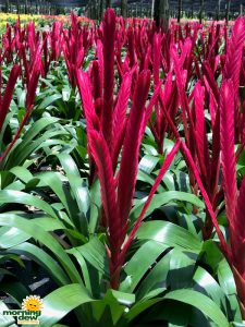 Bromeliad Vriesea Jolanda 6 in