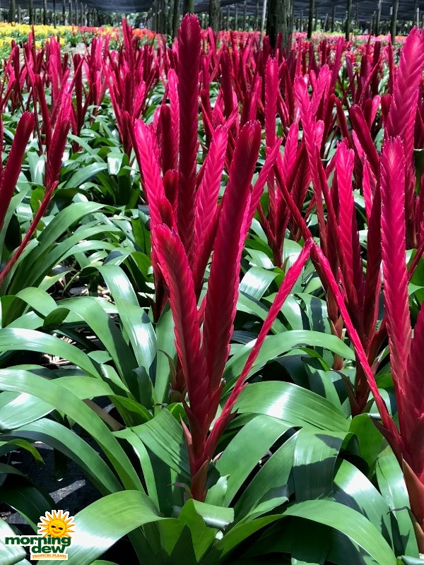 Bromeliad Vriesea Jolanda 6 in