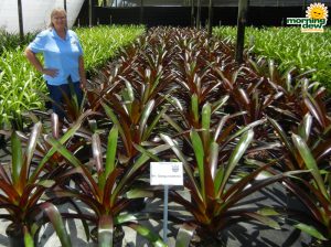 Bromeliad Vriesea Sanguinolenta 9 in