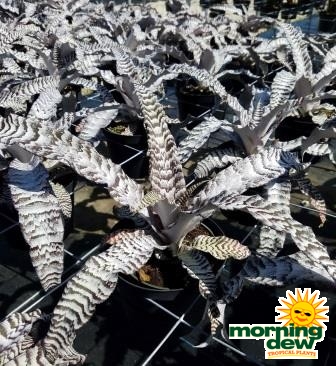 Bromeliad Cryptanthus Absolute Zero
