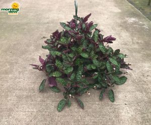 HB Hemagraphis Waffle 8 in