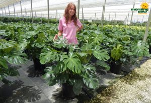 Philodendron Monstera Deliciosa 14 in