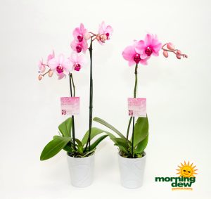 orchid pink mystique flower