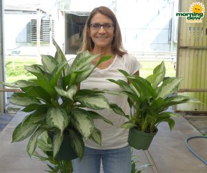 Aglaonema Silver Bay 8 in & 6 in