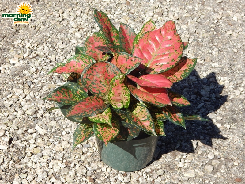 Aglaonema Wishes 8 in