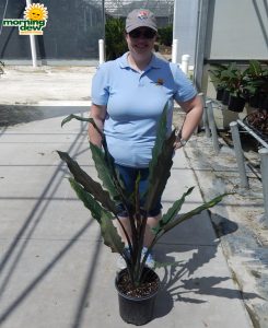 Alocasia Lauterbachiana 10 in