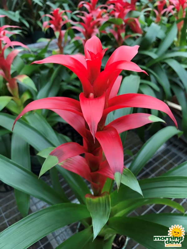 Bromeliad Guzmania Fire 6 in