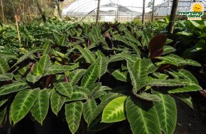 Calathea Jungle Velvet 10 in