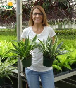 Dracaena Warneckii Gold Star & Green Stripe 6 in