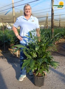 Palm Chamaedorea FL Hyrbid 10 in