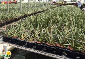 Sansevieria Cylindrica 6 in