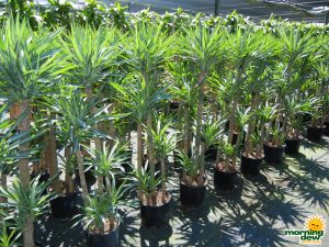 Yucca Cane Variegated 10 in
