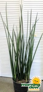 sansevieria lancia