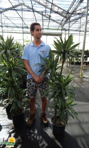 dracaena warneckii cane