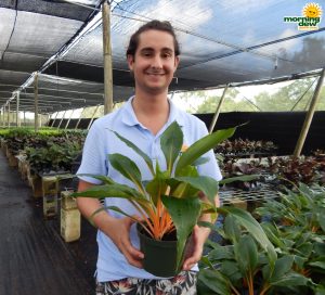 chlorophytum mandarin