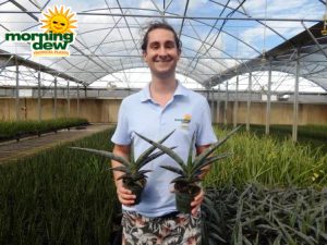 sansevieria robusta blue