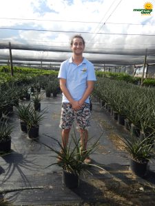 sansevieria fernwood