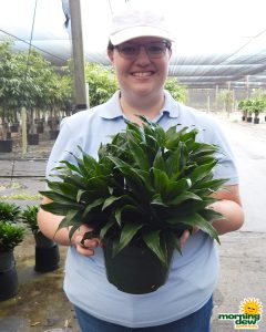 Dracaena JC Compacta 8 in