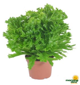 Fern Birdsnest Leslie 6 in