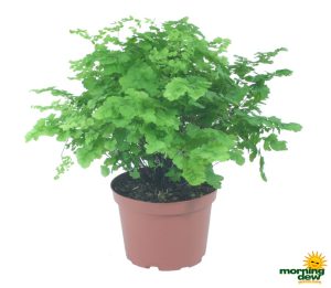 Fern Maidenhair Pacific Maid 6 in