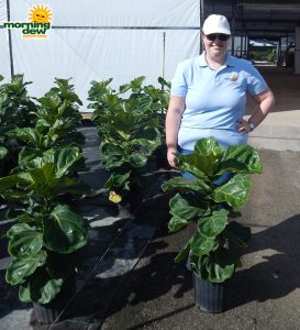 Ficus Lyrata Column 10 in